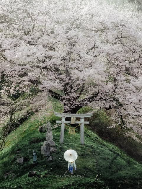 満開の桜と鳥居の下に立つ、和傘を差した人物。